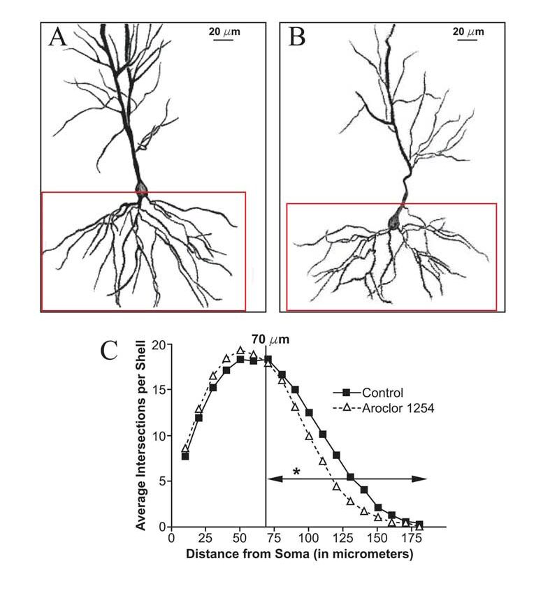 hippocampal CA1s