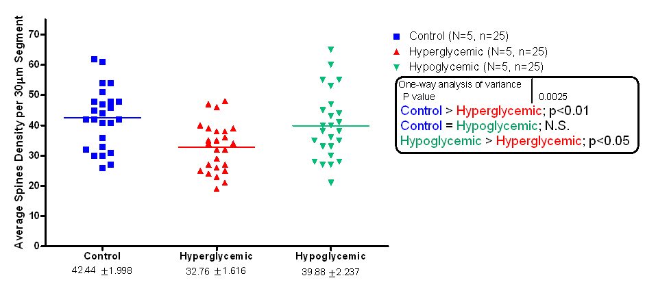 Dendritic Spine Analysis Studies