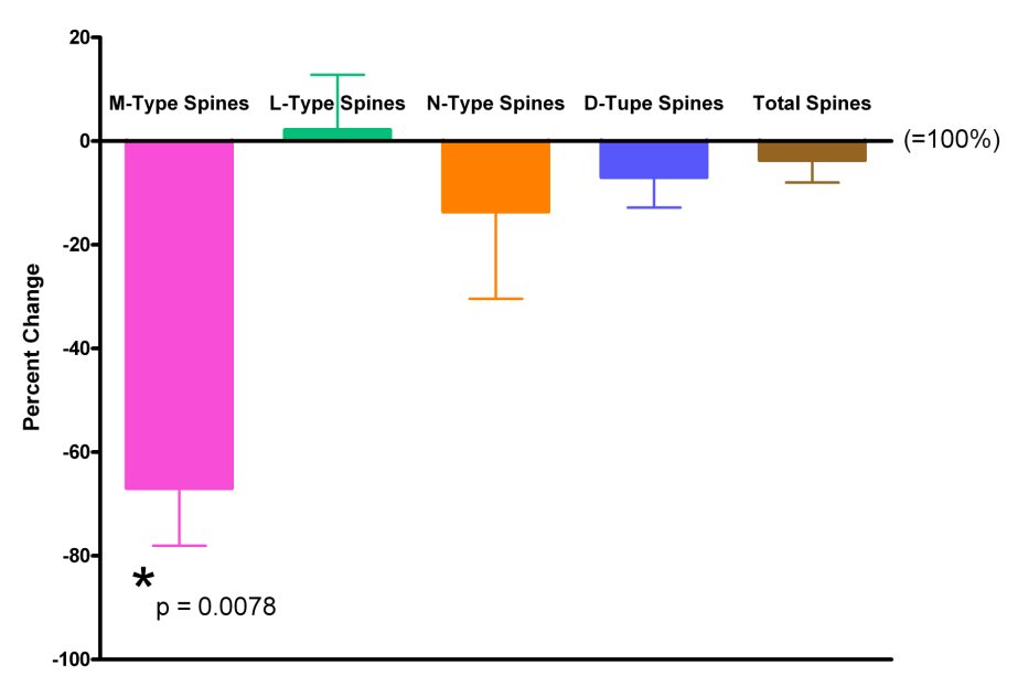 CA1 pyramids: loss of M-type spines