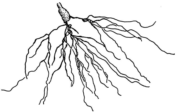 CA1 basilar trees