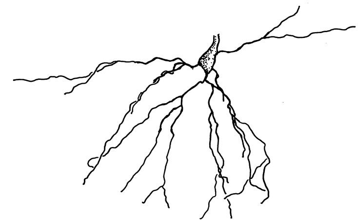 CA1 basilar trees