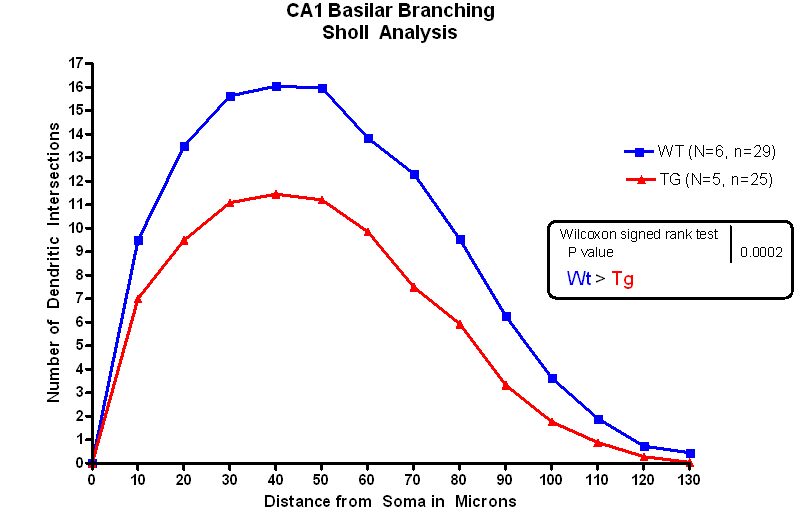 CA1 basilar dendritic