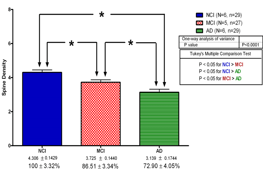 Progressive Spine Loss in the Evolution of Alzheimer’s Disease