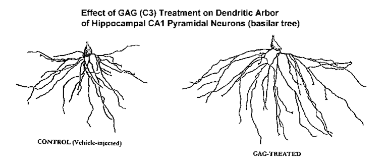 GAG C3 on inducing an extensive neurotrophic