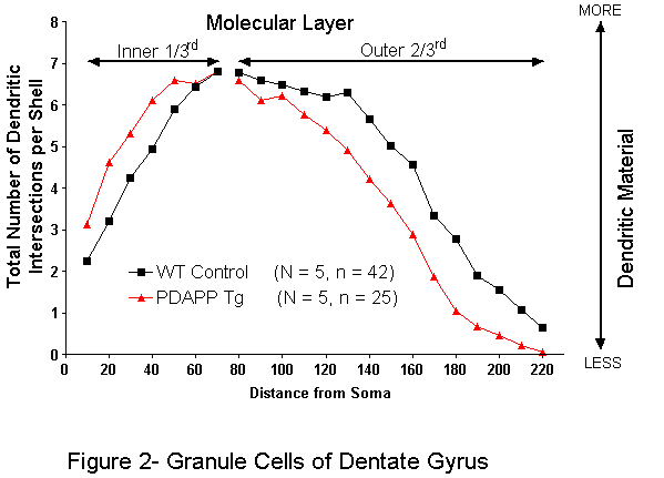 figure 2 granule cells of dentate gyrus
