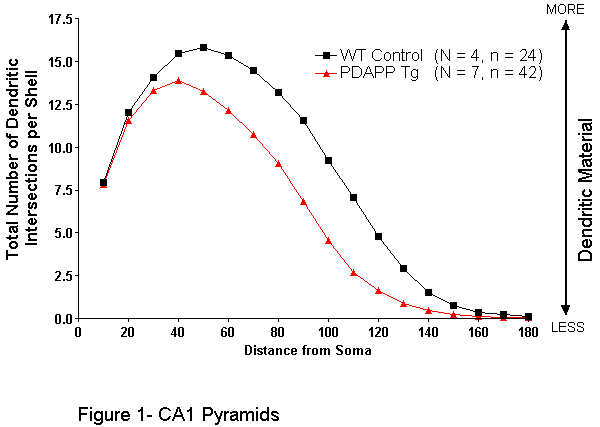 figure 1-CA1 pyramids